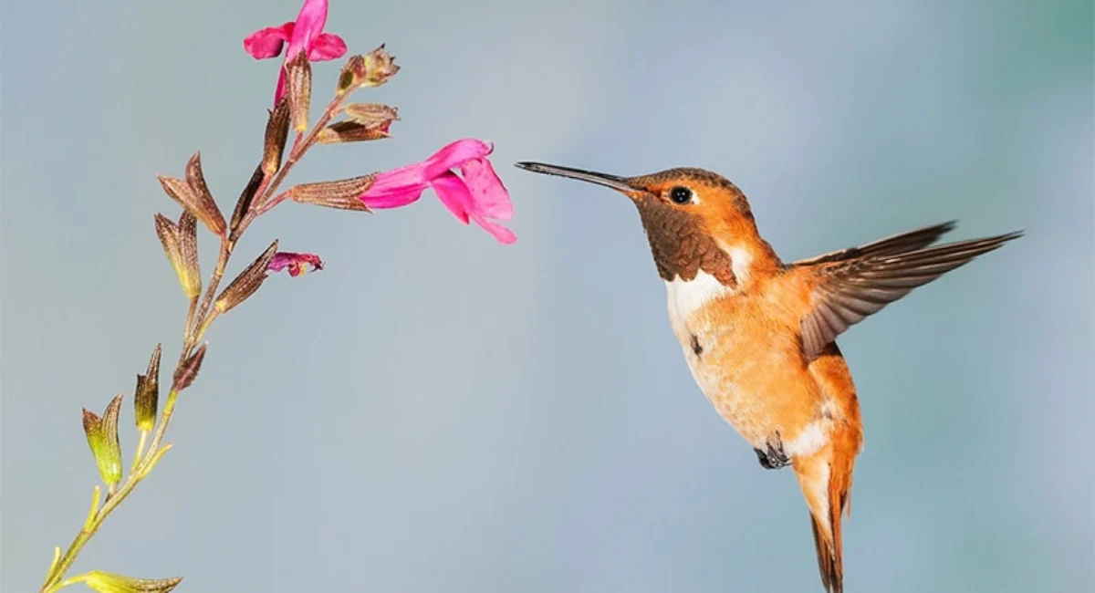 historico-paraiso-colibri-hotel-mocawa-resort